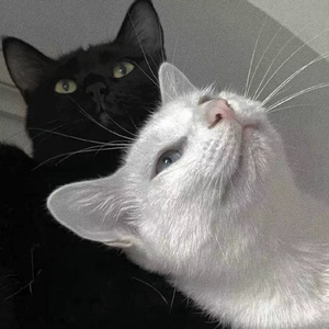 欧美成人做爱视频
